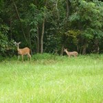 whitetail_doe_and_fawns.jpg