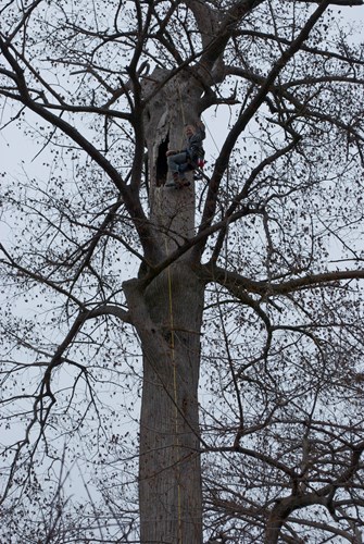 Bear Den in a tree