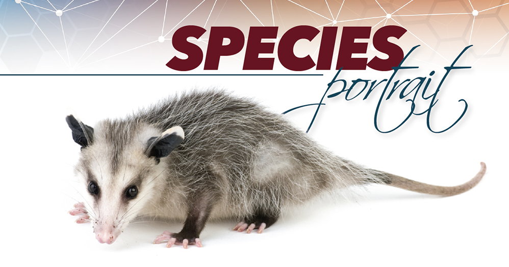 MDWFP - Species Portrait: Opossum