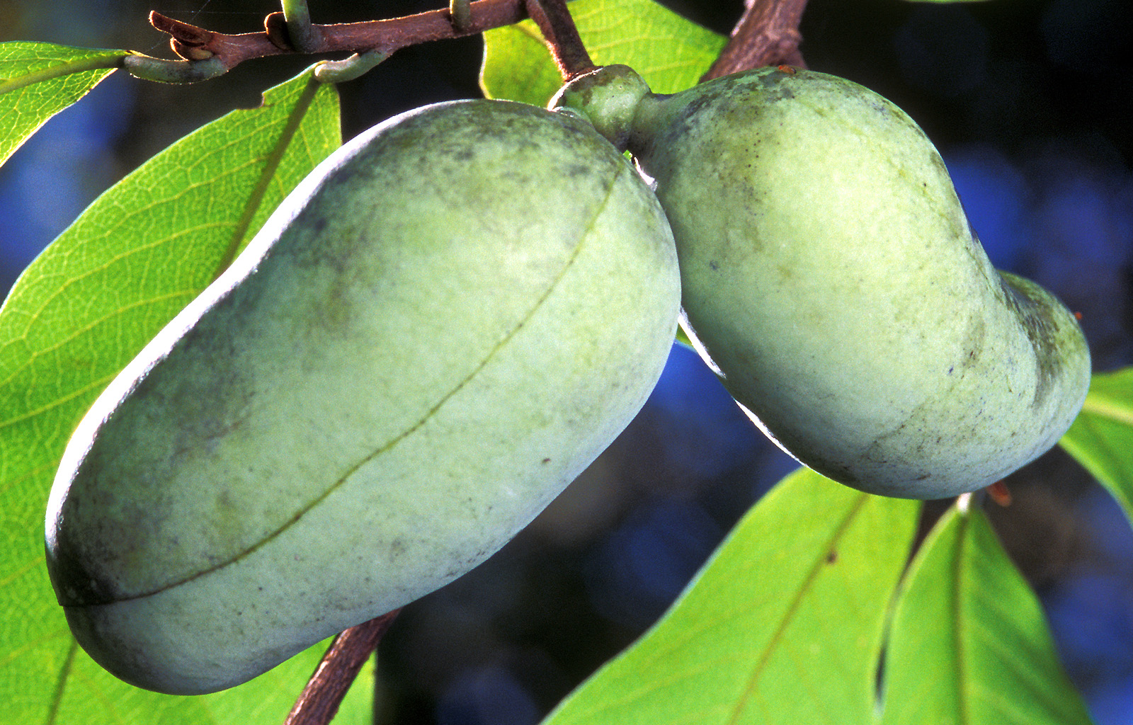 Árboles frutales nativos de mississippi