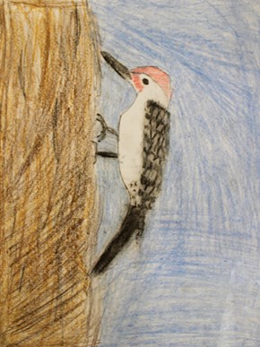 Woodpecker the Beauty