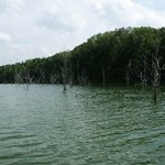 lake_trees_3a.jpg