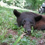 Photo of Radio-Collared Bears Photos
