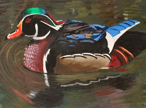 Mississippi Wood Duck