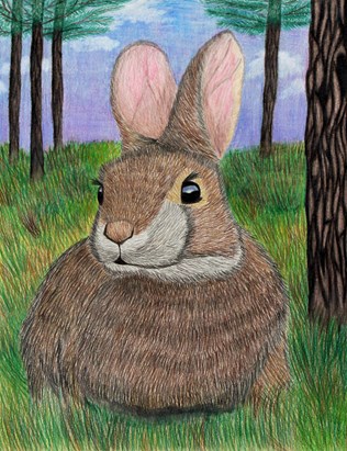 Mississippi Cottontail