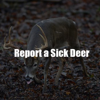 Report a sick deer 3