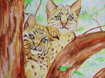 Watercolor Bobcat