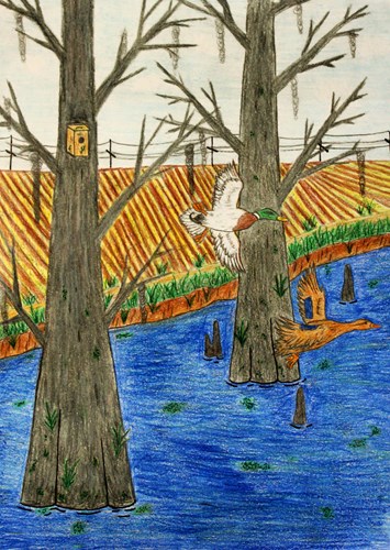 Ducks in the Delta