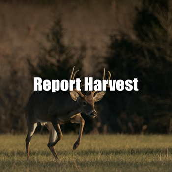 Deer harvest reporting