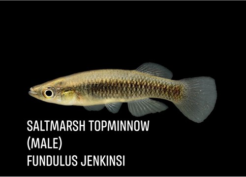 Saltmarsh Topminnow - male
