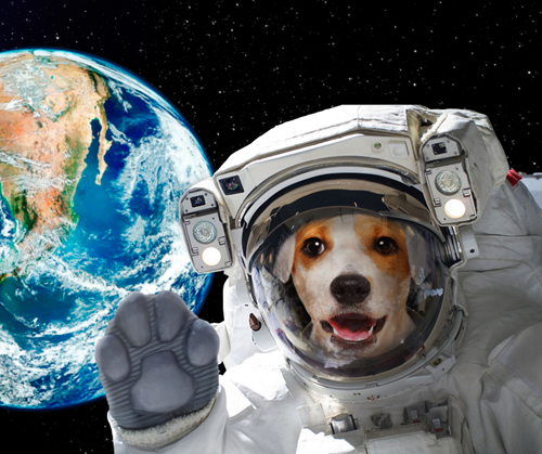 MDWFP - Fun Friday: Animals in Space July 8 2022