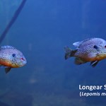 Wiggins_Emily-Jo_07.26.21_Longear Sunfish.jpg