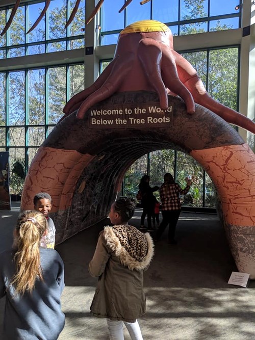 tree root exhibit at stem leaves and trees at mississippi museum of natural science