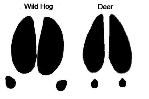 Wild Hog tracks