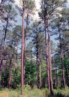 Pines 1
