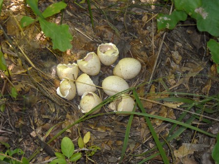 Turkey Egg Shells