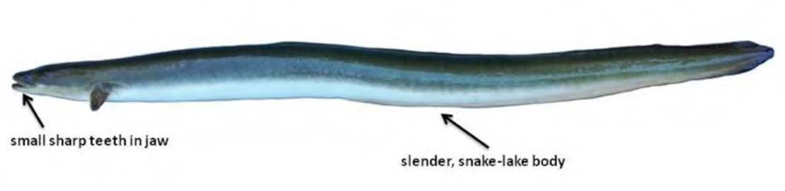 American Eel