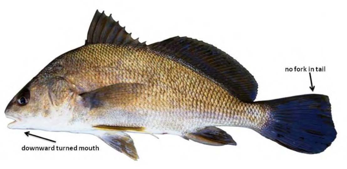 Freshwater Drum