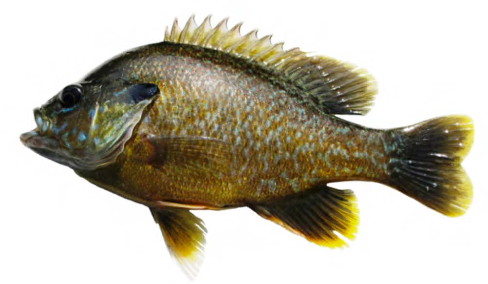 Green Sunfish