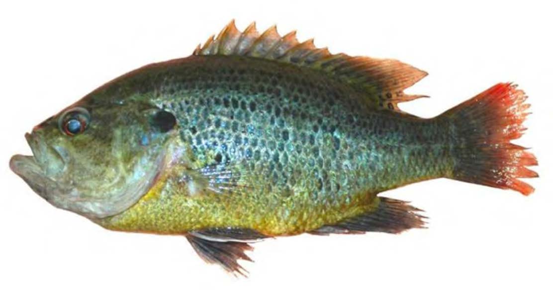 Warmouth