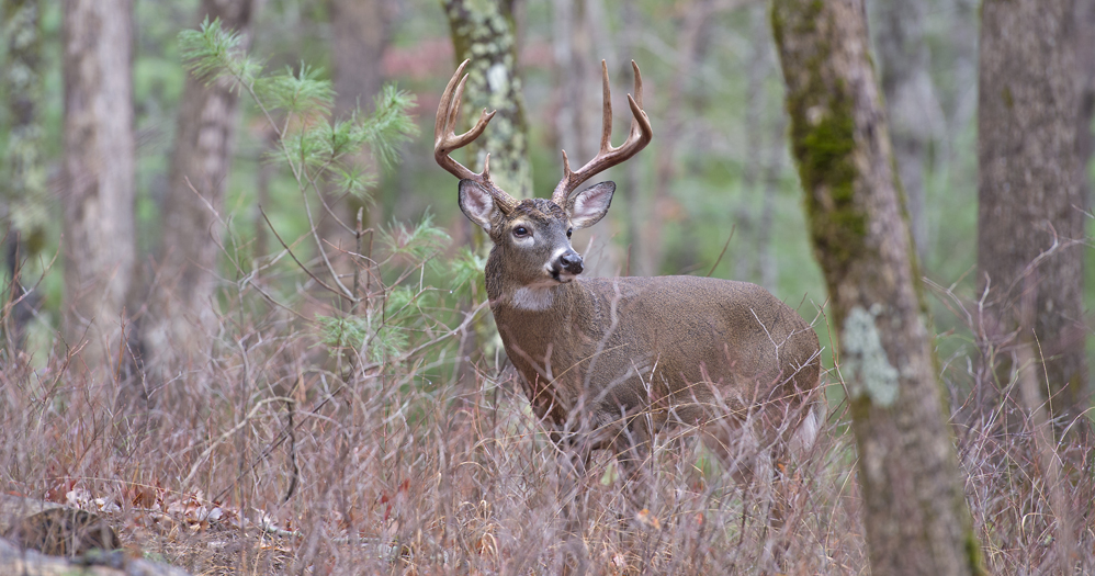 Deer