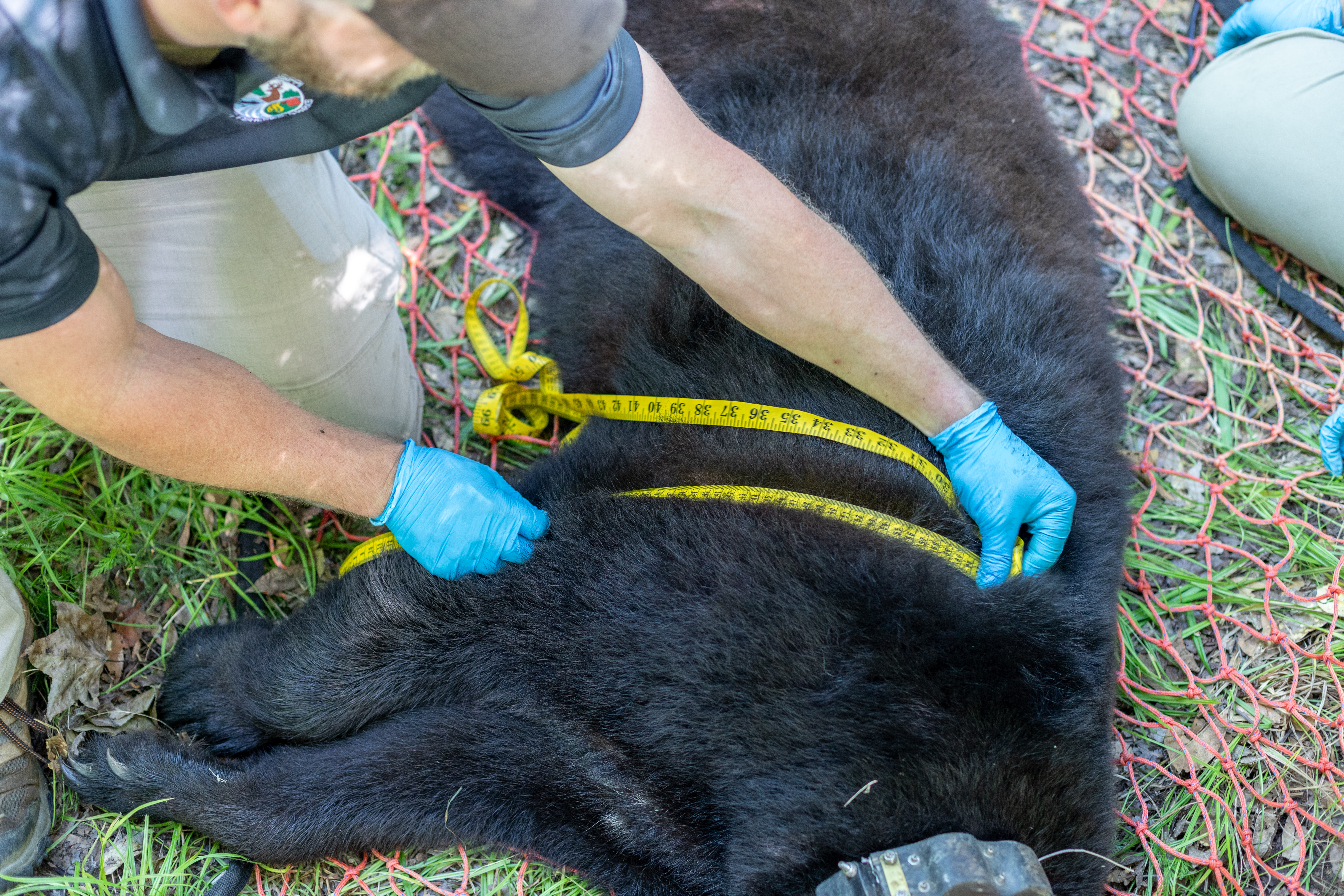 Black bear collaring