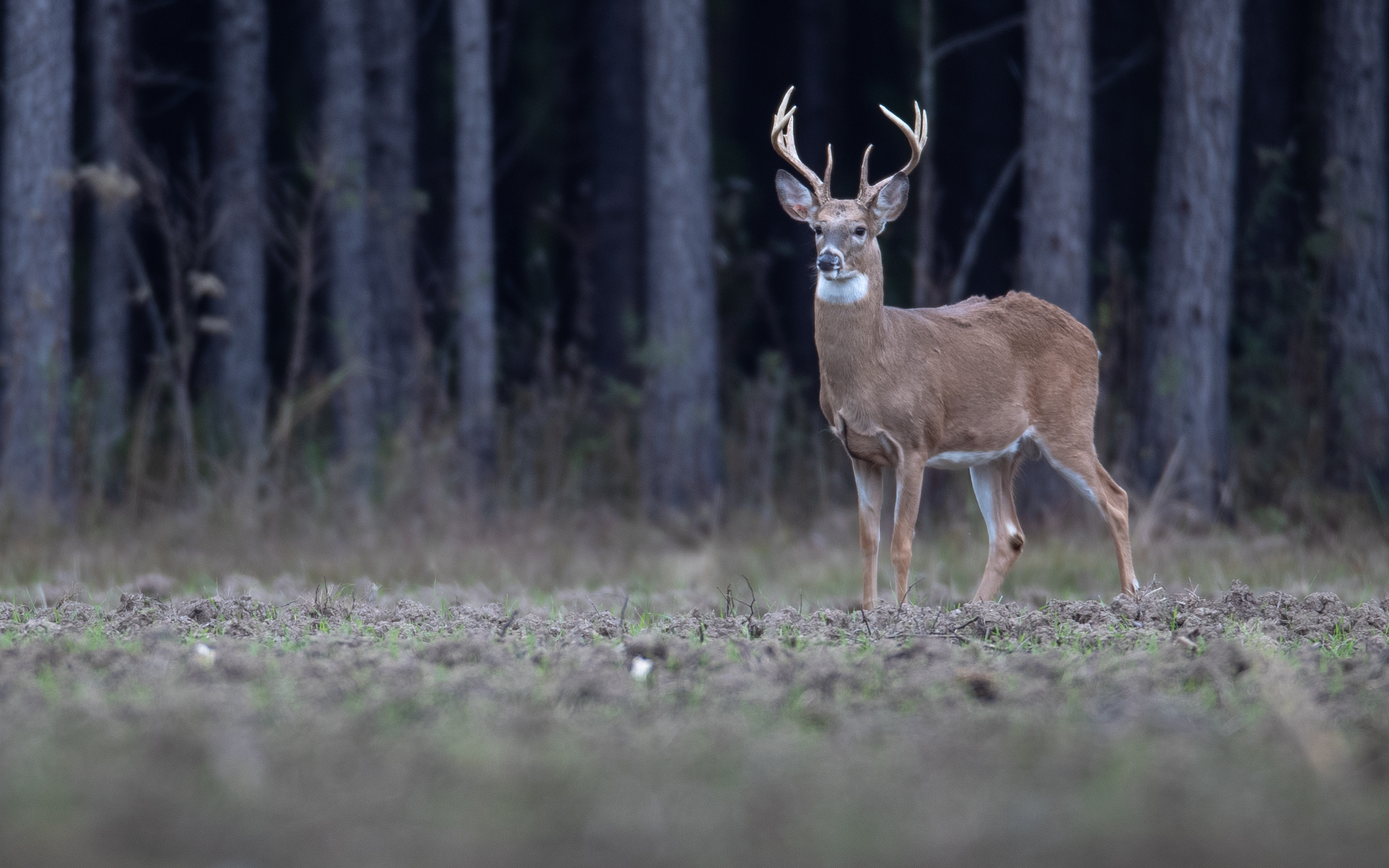 whitetailed deer