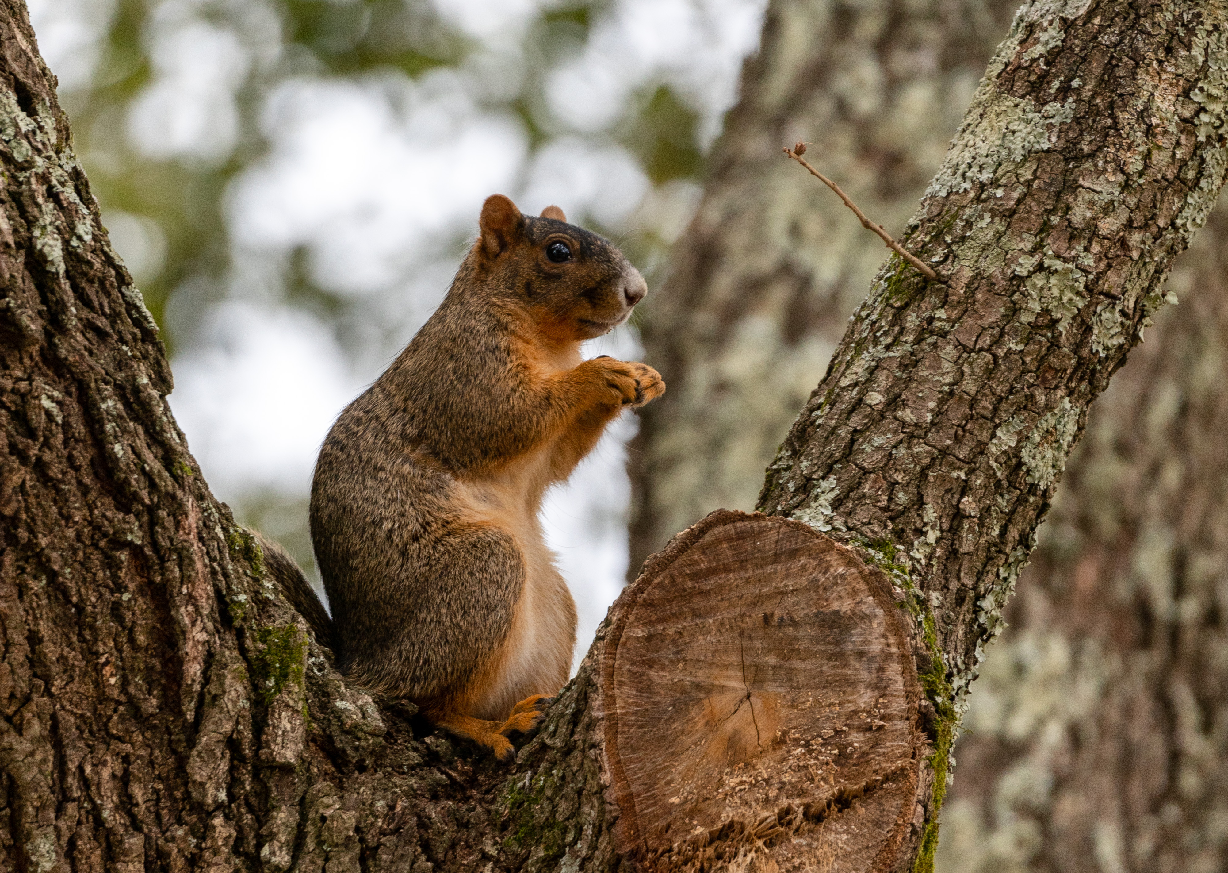 fox squirrel