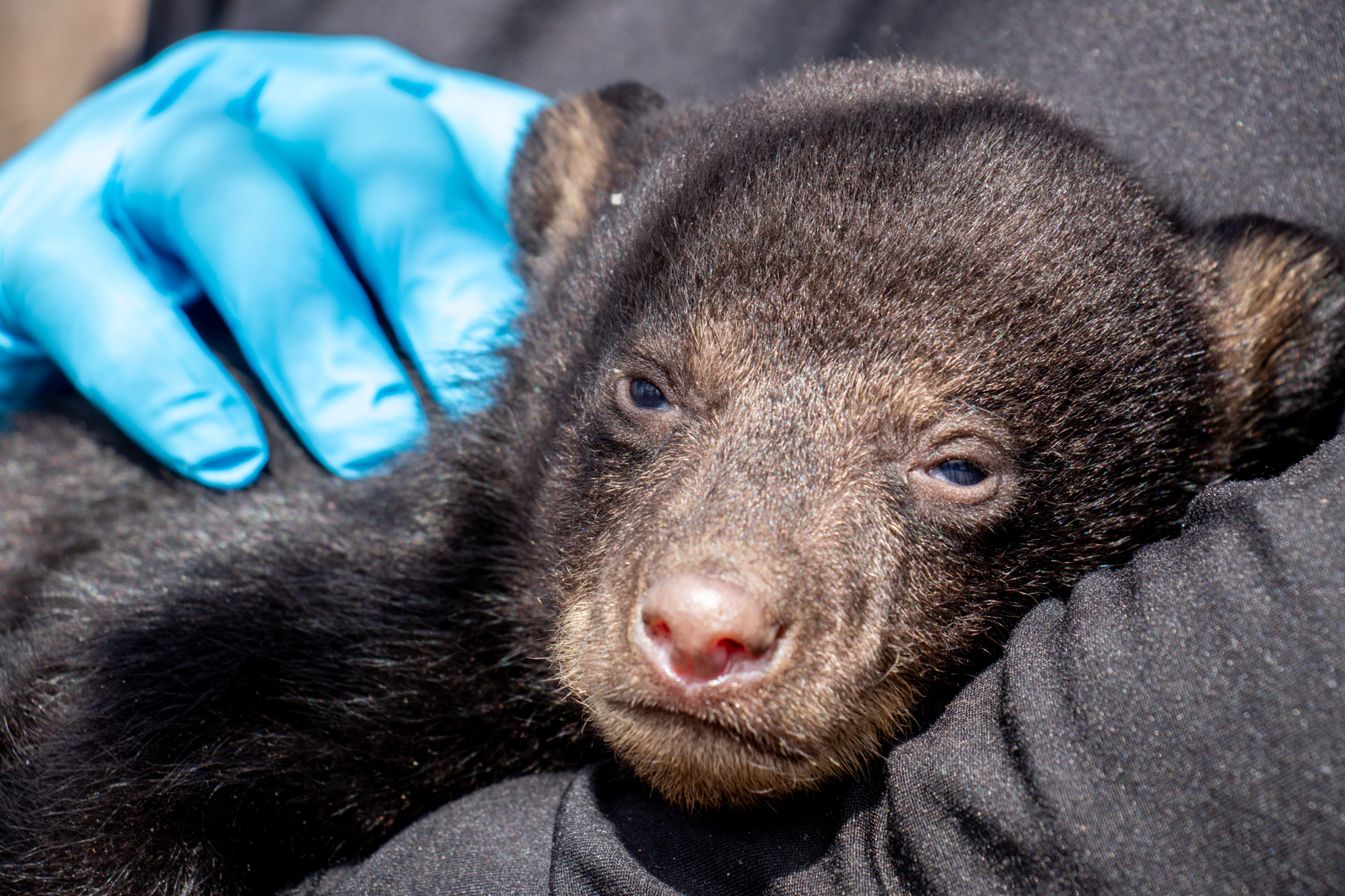 Black bear cub