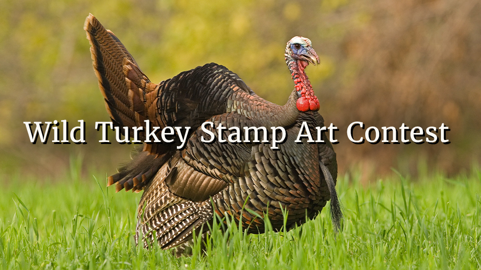 Turkey Stamp Art