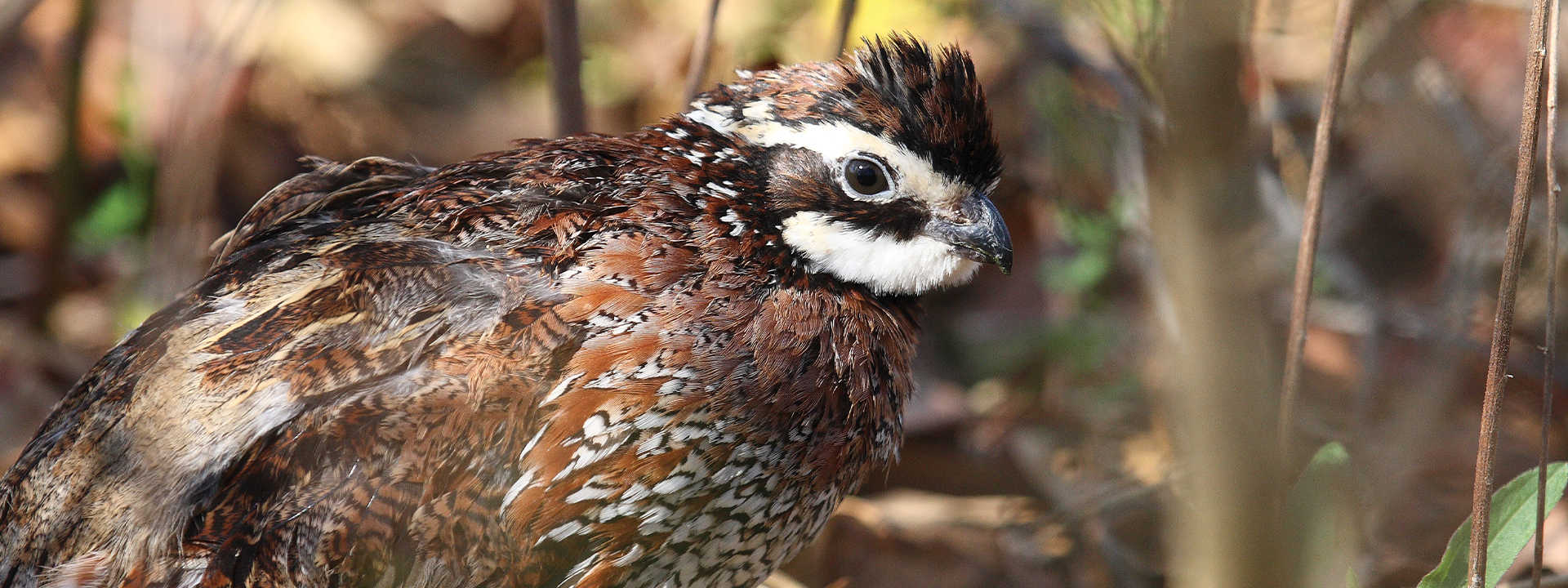Quail