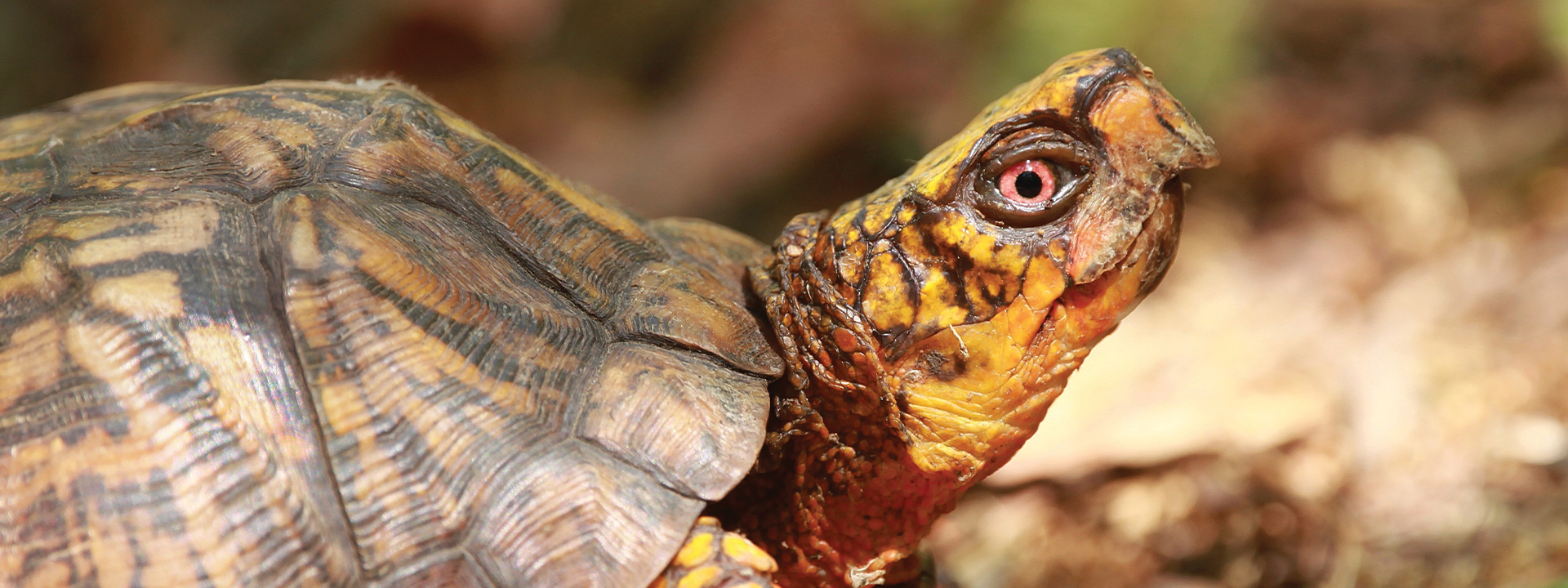 Box Turtle