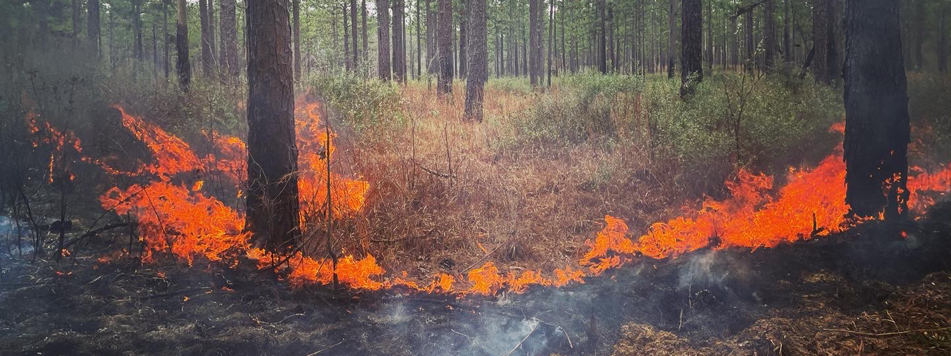 Prescribed burning