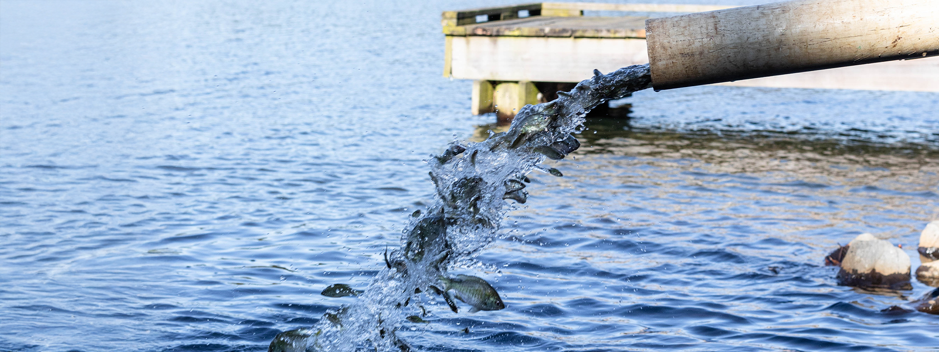 Fish Stocking