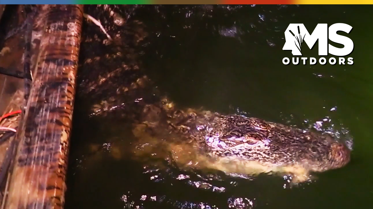 Alligator Hunt
