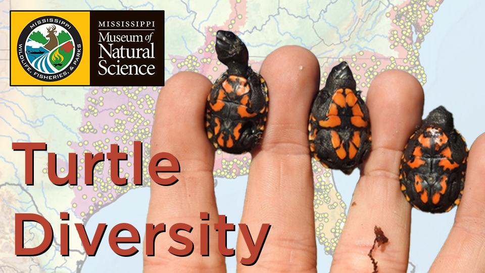 Turtle diversity