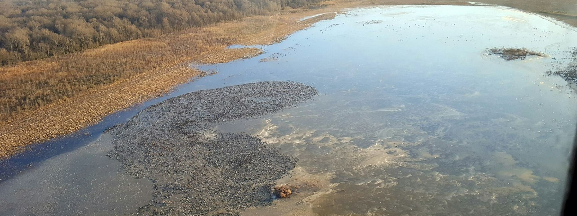 waterfowl survey