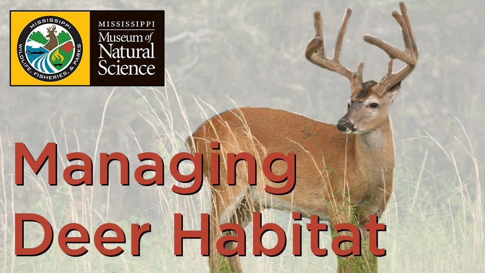 Deer Habitat