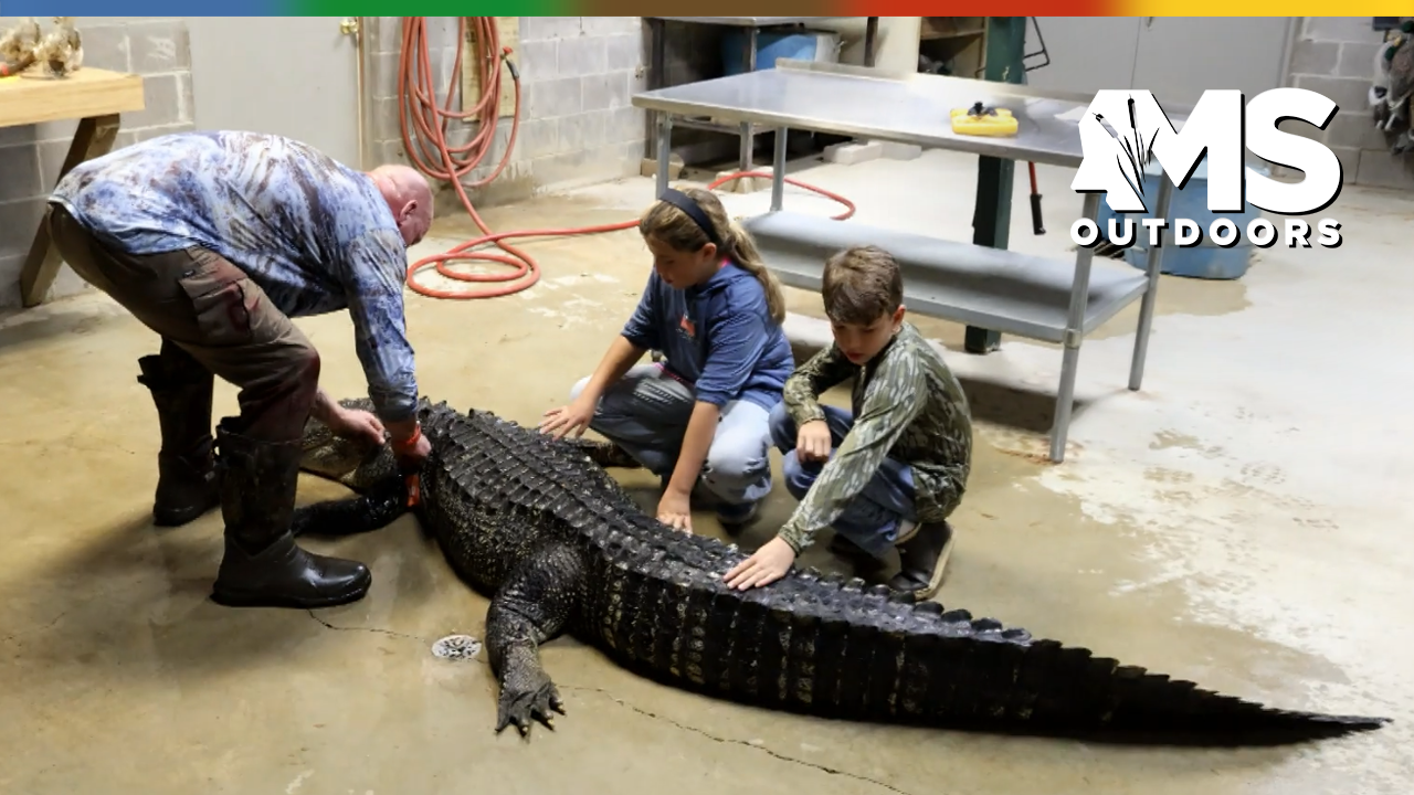 Alligator Mississippi Outdoors