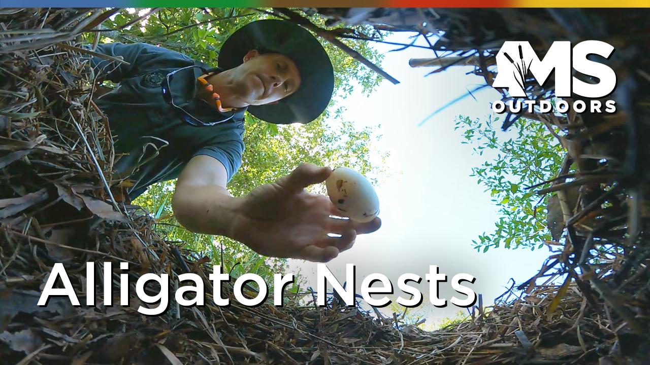 Alligator Nests