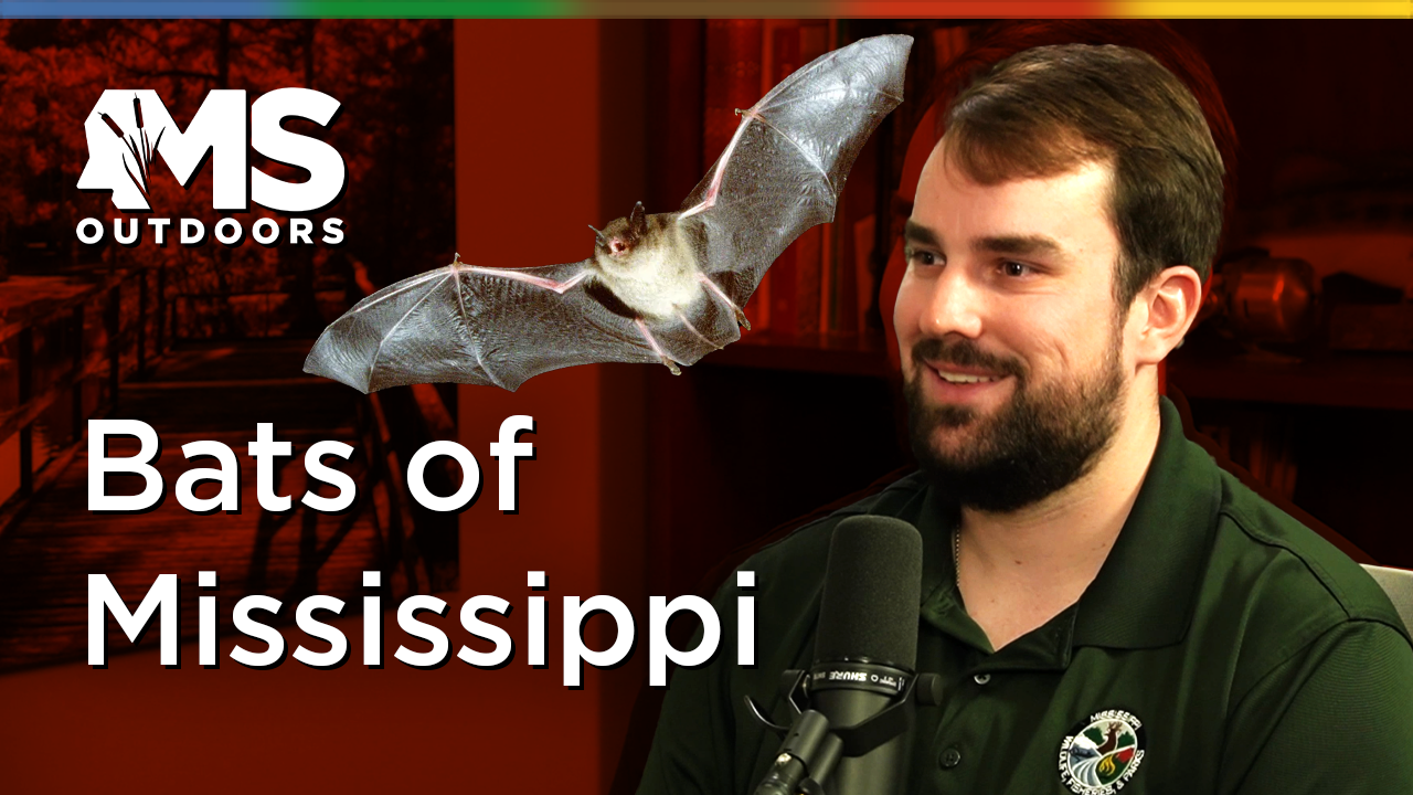 Bats of Mississippi