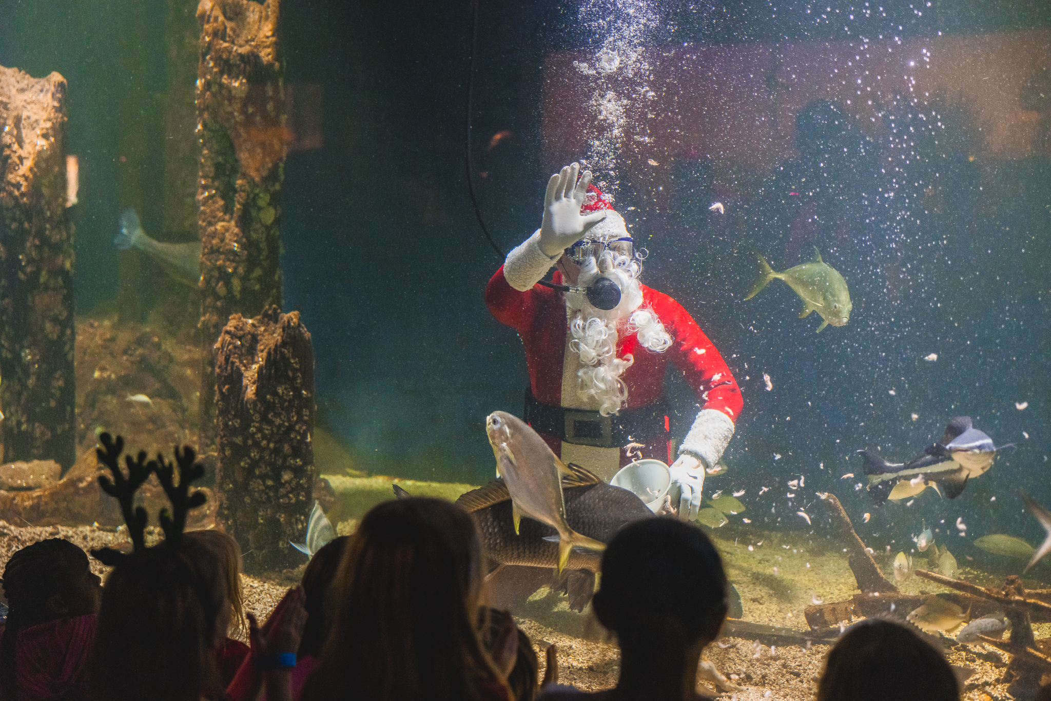 Santa diving to feed the fish