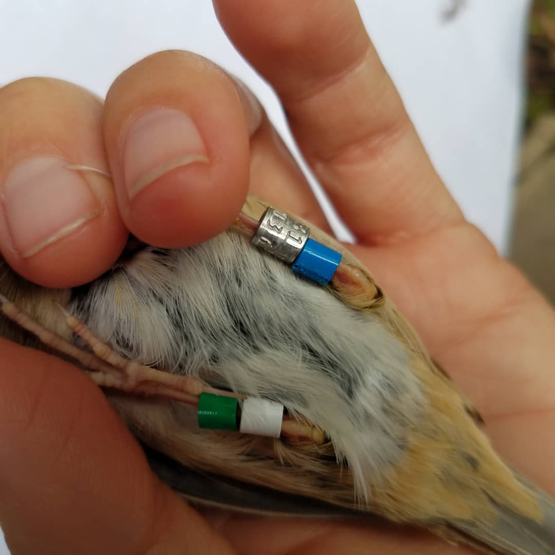 Bachman’s Sparrow