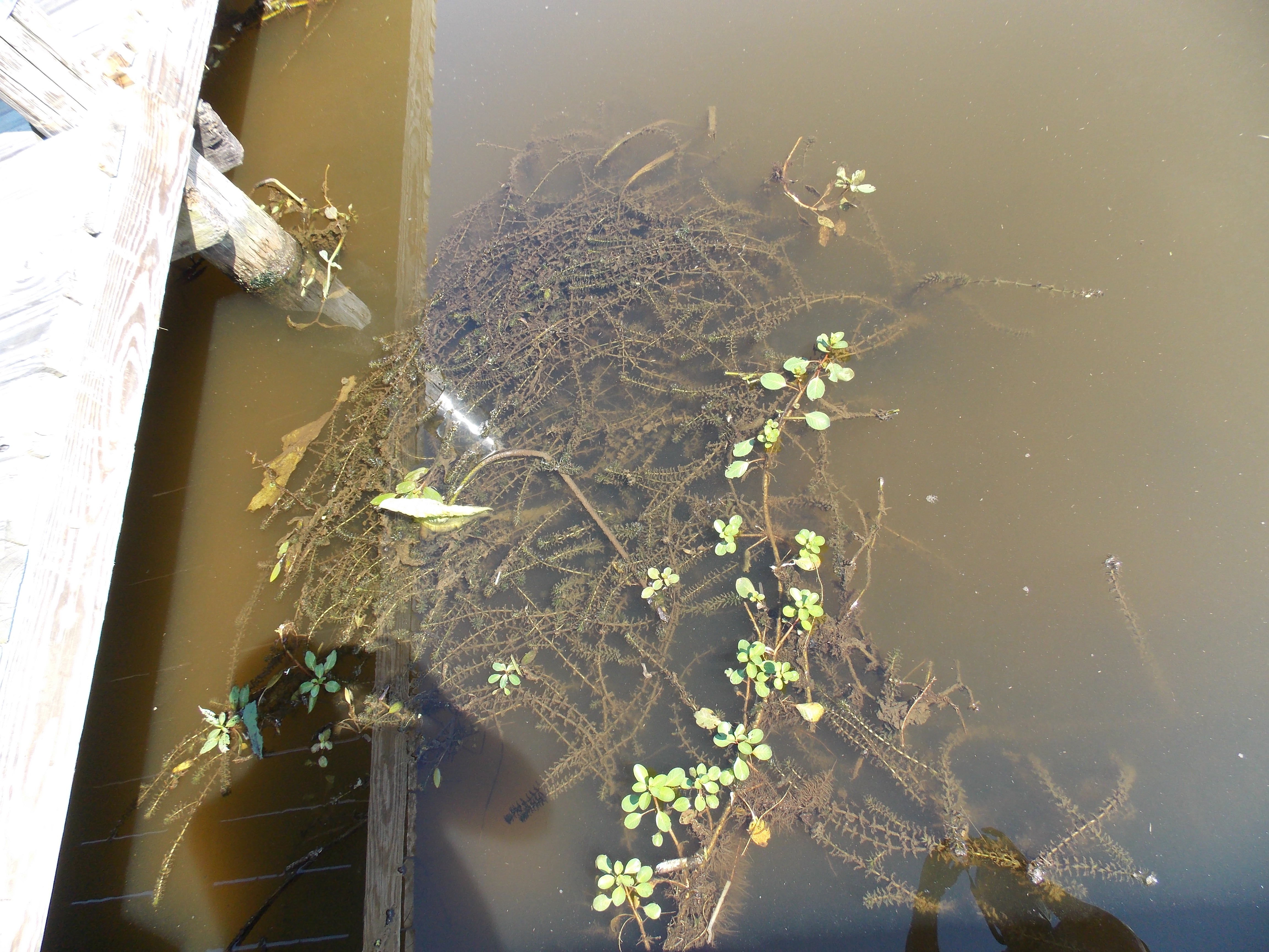 hydrilla, an invasive aquatic plant