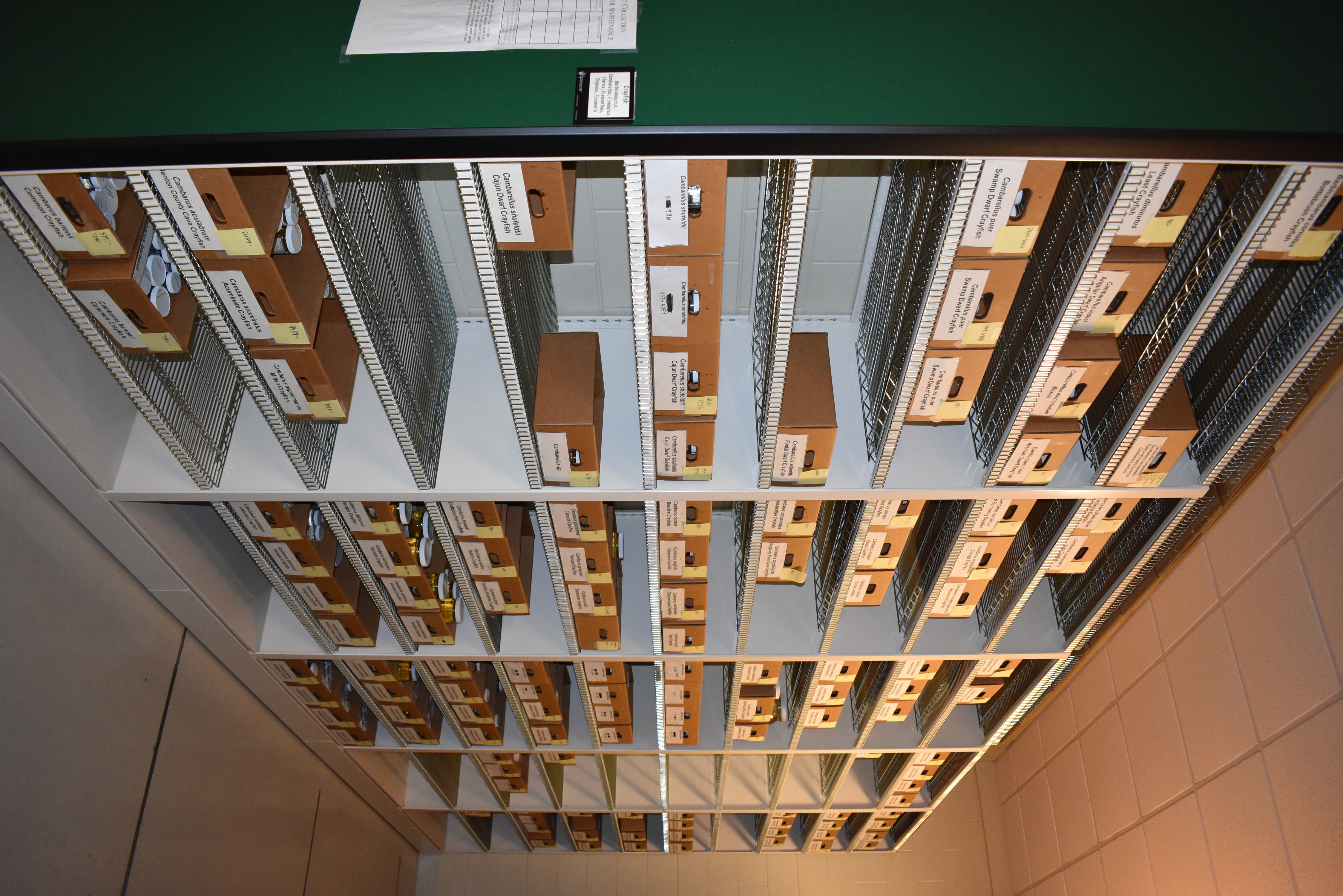 Crustacean collection shelves.