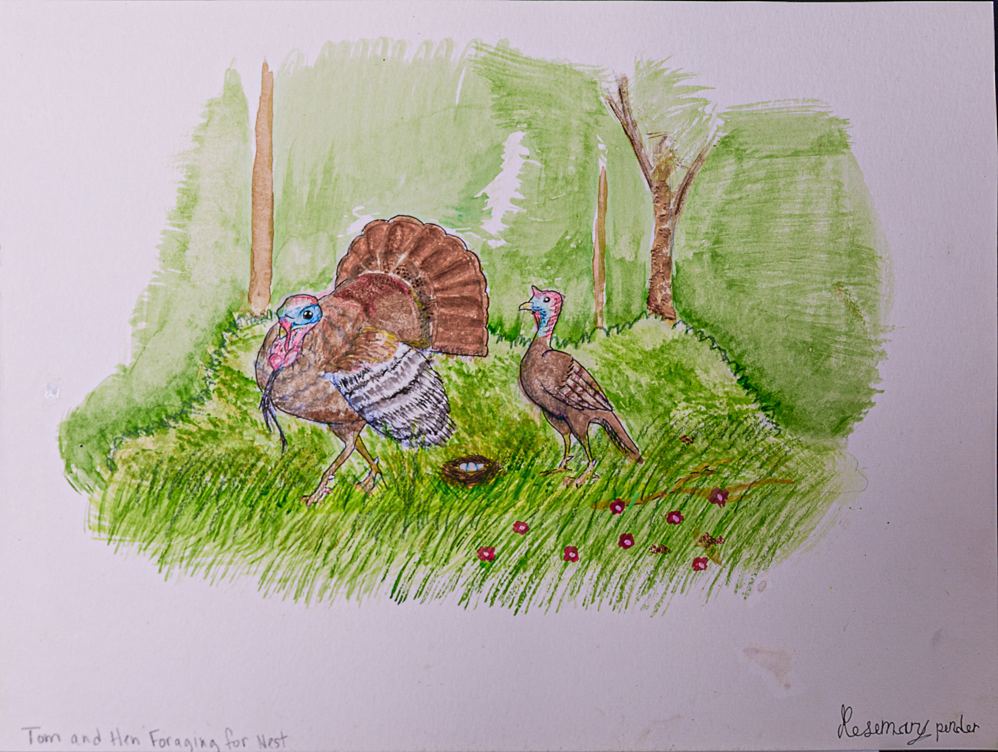 Rosemary Pender - Torn and Hen Forging for Nest - Watercolor Colored Pencil - Ink