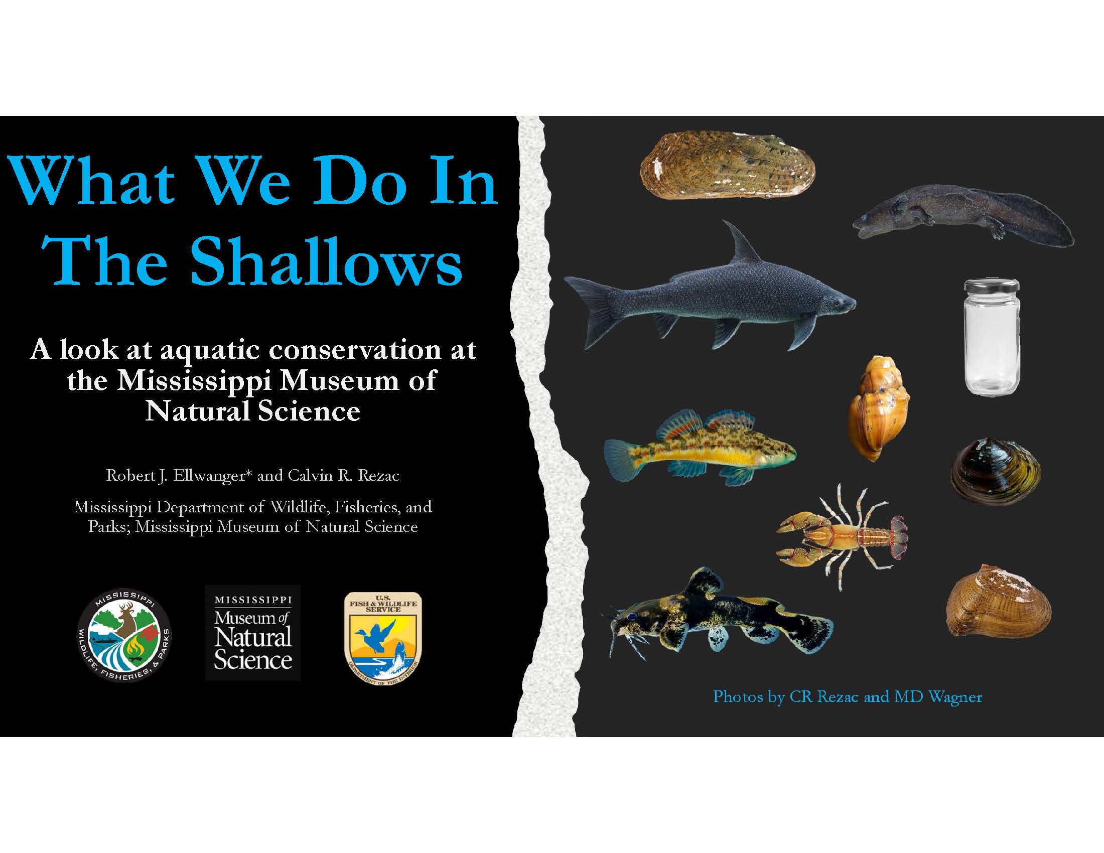 what we do in the shallows pdf