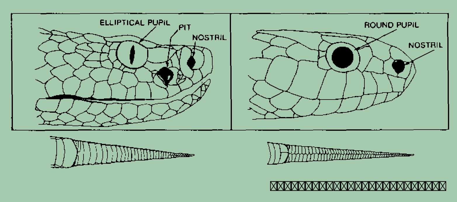 Identify Snake