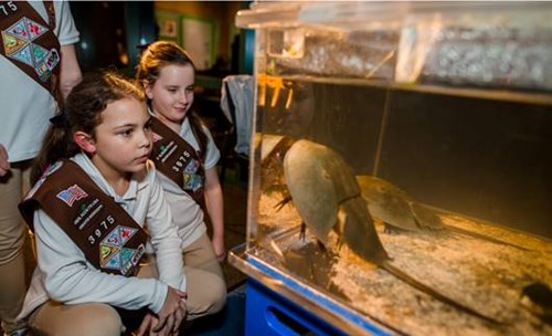 girl scout info