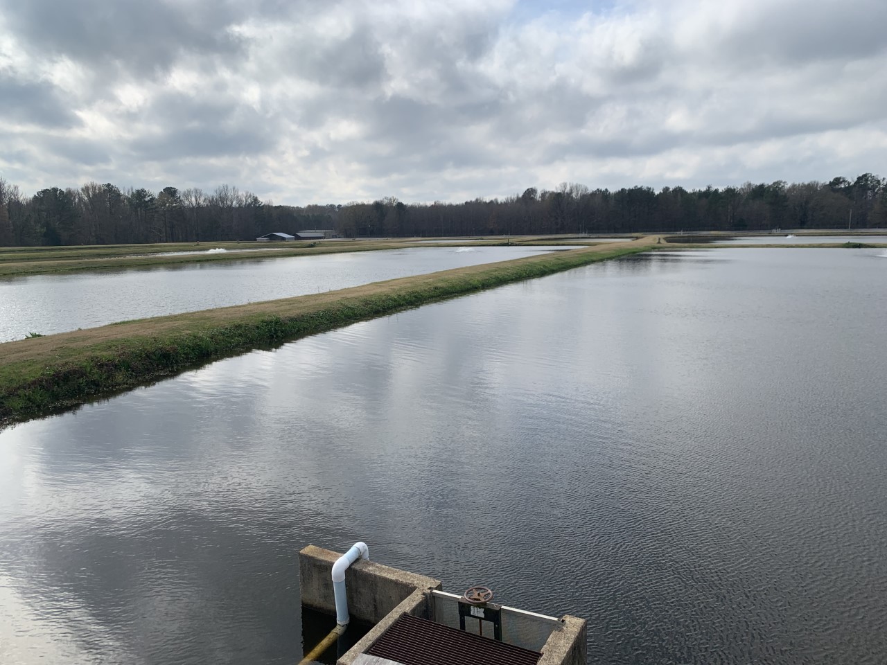 Ponds at Turcotte hatchery